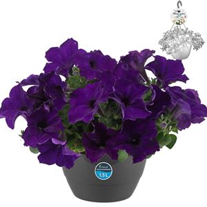 Afbeelding van HP27 o.kl. Petunia Blue